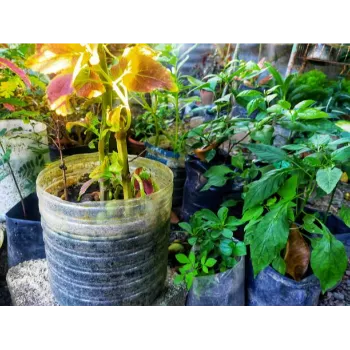 Ficus Benjamina Plant